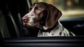 love dog waiting in car Royalty Free Stock Photo