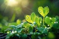 Love Earth concept water drops on fresh green leaves, sunlight Royalty Free Stock Photo