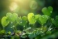 Love Earth concept water drops on fresh green leaves, sunlight Royalty Free Stock Photo