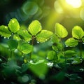 Love Earth concept water drops on fresh green leaves, sunlight Royalty Free Stock Photo