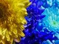 Close up of yellow and blue flowers, macro blossom