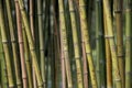 Love engravings on the bamboos