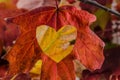 Love Fall with a heart cut into the leaf Royalty Free Stock Photo