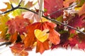 Love Fall with a heart cut into the leaf Royalty Free Stock Photo