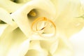 love, family, celebration, ceremony concept -wedding symbols two golden rings with callas white flowers Royalty Free Stock Photo