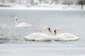 Love and fidelity of the swans Royalty Free Stock Photo