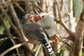 Love Finches Royalty Free Stock Photo