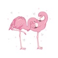 Love Flamingos. Hand drawn vector illustration of two flamingos kissing with necks in the shape of a heart. Royalty Free Stock Photo