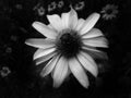 White chamomile in the garden in black and white Royalty Free Stock Photo