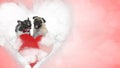 In love French Bulldog and Pug puppies panting Royalty Free Stock Photo