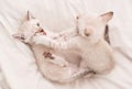 Love and friendship. cute white kitten, british longhair. idea of tenderness and childhood. Lovely white kitten playing Royalty Free Stock Photo