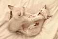 love and friendship. cute white kitten, british longhair. idea of tenderness and childhood. Lovely white kitten playing Royalty Free Stock Photo