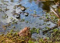 Love of frogs in pond in spring Royalty Free Stock Photo