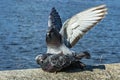 Love game of a pair of pigeons Royalty Free Stock Photo