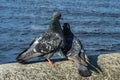 Love game of a pair of pigeons Royalty Free Stock Photo