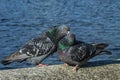 Love game of a pair of pigeons Royalty Free Stock Photo