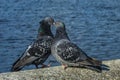 Love game of a pair of pigeons Royalty Free Stock Photo