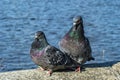 Love game of a pair of pigeons Royalty Free Stock Photo