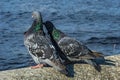 Love game of a pair of pigeons Royalty Free Stock Photo