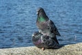 Love game of a pair of pigeons Royalty Free Stock Photo