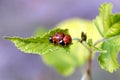 Love games of the ladybugs couple Royalty Free Stock Photo