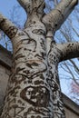 Love graffiti on a tree