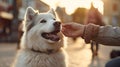 love hand petting dog