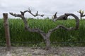 Love Heart Grape Vines with New Shoots, Barossa Valley, SA