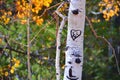 Love heart and initials on a tree