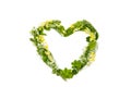 Love heart made out of different real fresh herbal medicinal plants Lady`s mantle, Primula veris.