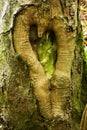 Love Heart Shape On A Tree Trunk