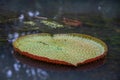 Love heart shaped giant water lillies, Victoria amazonica, Mauritius Royalty Free Stock Photo