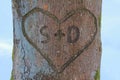 Love heart in tree trunk Royalty Free Stock Photo