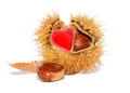 Love hearts valentines red chestnuts nest isolated for background