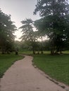 Nature, Animal, trees, sunset, walkway, horse