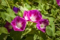 The colors of morning glories Royalty Free Stock Photo