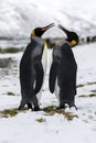 An in love King Penguin couple exchanges tenderness on Fortuna Bay, South Georgia, Antarctica Royalty Free Stock Photo