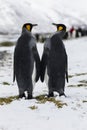 An in love King Penguin couple exchanges tenderness on Fortuna Bay, South Georgia, Antarctica Royalty Free Stock Photo