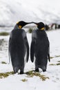 An in love King Penguin couple exchanges tenderness on Fortuna Bay, South Georgia, Antarctica Royalty Free Stock Photo