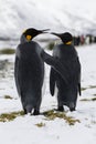 An in love King Penguin couple exchanges tenderness on Fortuna Bay, South Georgia, Antarctica