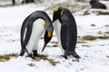 An in love King Penguin couple exchanges tenderness on Fortuna Bay, South Georgia, Antarctica