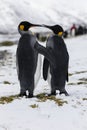 An in love King Penguin couple exchanges tenderness on Fortuna Bay, South Georgia, Antarctica Royalty Free Stock Photo