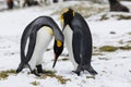 An in love King Penguin couple exchanges tenderness on Fortuna Bay, South Georgia, Antarctica