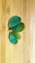 Love leaf on wooden tray