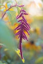 Love lies bleeding, or Amaranthus caudatus, close-up in the home garden, beautiful soft floral background. Reddish-purple velvety