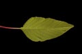 Love-Lies-Bleeding (Amaranthus caudatus). Leaf Closeup Royalty Free Stock Photo