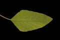 Love-Lies-Bleeding (Amaranthus caudatus). Leaf Closeup Royalty Free Stock Photo