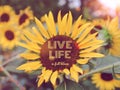 Love Life in full bloom word and sunflower