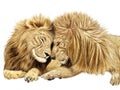 The love of a lion