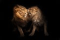 Love of lions. Lion male and lioness female conflict the lioness snarls, a symbol of family relations and conflicts. heads,